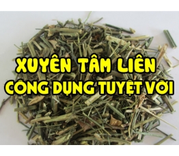 Xuyên tâm liên – Vị thuốc điều trị Covid 19 bạn [Nên Biết]